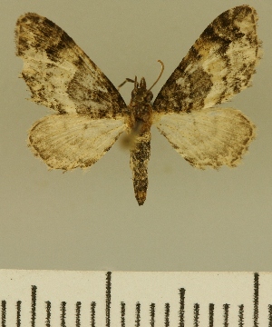  (Eupithecia JLCZW00136 - JLC ZW Lep 00136)  @11 [ ] Copyright (2010) Juergen Lenz Research Collection of Juergen Lenz