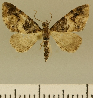  (Eupithecia JLCZW00139 - JLC ZW Lep 00139)  @11 [ ] Copyright (2010) Juergen Lenz Research Collection of Juergen Lenz