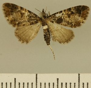  (Eupithecia JLCZW00141 - JLC ZW Lep 00141)  @11 [ ] Copyright (2010) Juergen Lenz Research Collection of Juergen Lenz