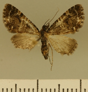  (Eupithecia JLCZW00143 - JLC ZW Lep 00143)  @11 [ ] Copyright (2010) Juergen Lenz Research Collection of Juergen Lenz