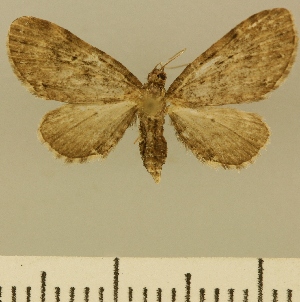  (Eupithecia JLCZW00154 - JLC ZW Lep 00154)  @11 [ ] Copyright (2010) Juergen Lenz Research Collection of Juergen Lenz