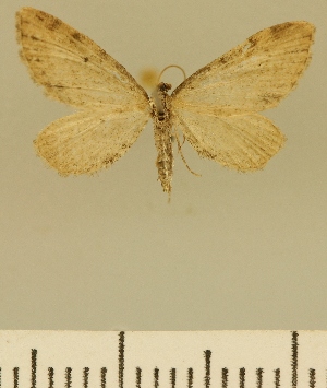  (Eupithecia JLCZW00157 - JLC ZW Lep 00157)  @11 [ ] Copyright (2010) Juergen Lenz Research Collection of Juergen Lenz