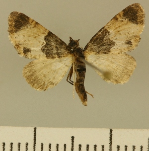  (Eupithecia JLCZW00161 - JLC ZW Lep 00161)  @13 [ ] Copyright (2010) Juergen Lenz Research Collection of Juergen Lenz