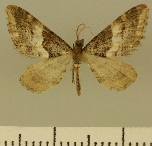  (Eupithecia JLCZW00167 - JLC ZW Lep 00167)  @14 [ ] Copyright (2010) Juergen Lenz Research Collection of Juergen Lenz