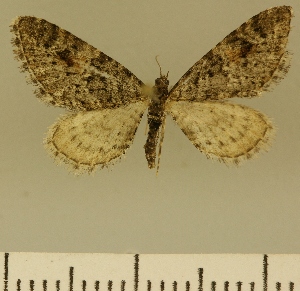  (Eupithecia JLCZW00172 - JLC ZW Lep 00172)  @14 [ ] Copyright (2010) Juergen Lenz Research Collection of Juergen Lenz
