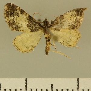  (Eupithecia JLCZW00175 - JLC ZW Lep 00175)  @14 [ ] Copyright (2010) Juergen Lenz Research Collection of Juergen Lenz