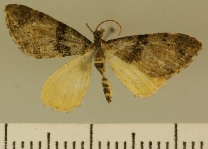  (Eupithecia JLCZW00176 - JLC ZW Lep 00176)  @14 [ ] Copyright (2010) Juergen Lenz Research Collection of Juergen Lenz