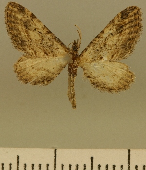  (Eupithecia conclusaria - JLC ZW Lep 00182)  @11 [ ] Copyright (2010) Juergen Lenz Research Collection of Juergen Lenz