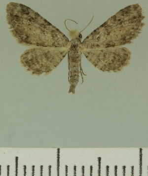  (Eupithecia JLCZW00202 - JLC ZW Lep 00202)  @14 [ ] Copyright (2010) Juergen Lenz Research Collection of Juergen Lenz