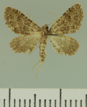  (Eupithecia JLCZW00203 - JLC ZW Lep 00203)  @14 [ ] Copyright (2010) Juergen Lenz Research Collection of Juergen Lenz