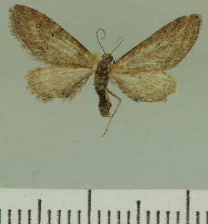  (Eupithecia JLCZW00204 - JLC ZW Lep 00204)  @11 [ ] Copyright (2010) Juergen Lenz Research Collection of Juergen Lenz