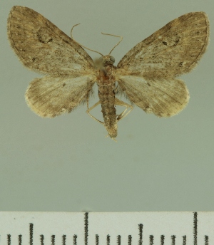  (Eupithecia infausta - JLC ZW Lep 00207)  @11 [ ] Copyright (2010) Juergen Lenz Research Collection of Juergen Lenz