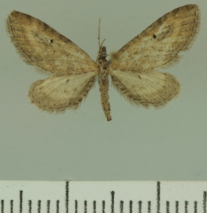  (Eupithecia laticallis - JLC ZW Lep 00209)  @11 [ ] Copyright (2010) Juergen Lenz Research Collection of Juergen Lenz