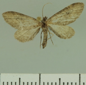  (Eupithecia JLCZW00215 - JLC ZW Lep 00215)  @11 [ ] Copyright (2010) Juergen Lenz Research Collection of Juergen Lenz