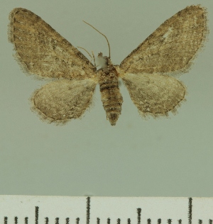  (Eupithecia coaequalis - JLC ZW Lep 00220)  @11 [ ] Copyright (2010) Juergen Lenz Research Collection of Juergen Lenz