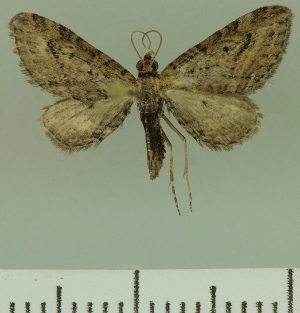 (Eupithecia JLCZW00228 - JLC ZW Lep 00228)  @14 [ ] Copyright (2010) Juergen Lenz Research Collection of Juergen Lenz
