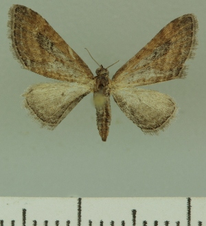  (Eupithecia BOLD:AAM0366 - JLC ZW Lep 00229)  @14 [ ] Copyright (2010) Juergen Lenz Research Collection of Juergen Lenz