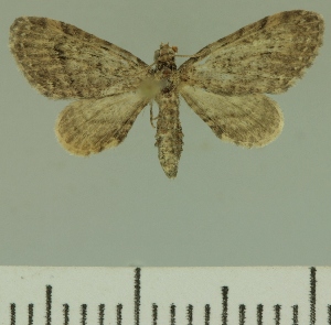  (Eupithecia infelix - JLC ZW Lep 00240)  @14 [ ] Copyright (2010) Juergen Lenz Research Collection of Juergen Lenz