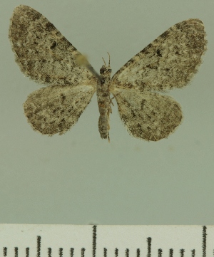  (Eupithecia JLCZW00247 - JLC ZW Lep 00247)  @14 [ ] Copyright (2010) Juergen Lenz Research Collection of Juergen Lenz