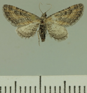  (Eupithecia JLCZW00251 - JLC ZW Lep 00251)  @11 [ ] Copyright (2010) Juergen Lenz Research Collection of Juergen Lenz