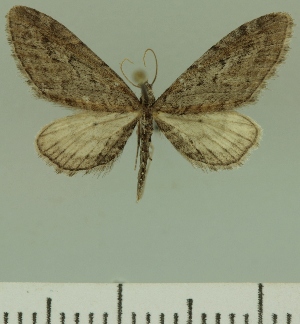  (Eupithecia JLCZW00255 - JLC ZW Lep 00255)  @14 [ ] Copyright (2010) Juergen Lenz Research Collection of Juergen Lenz