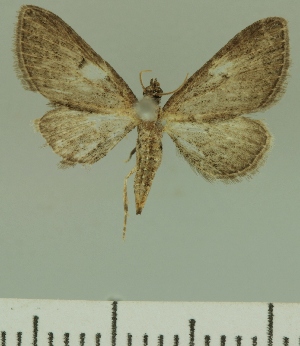  (Eupithecia JLCZW00259 - JLC ZW Lep 00259)  @11 [ ] Copyright (2010) Juergen Lenz Research Collection of Juergen Lenz
