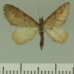  (Eupithecia JLCZW00266 - JLC ZW Lep 00266)  @11 [ ] Copyright (2010) Juergen Lenz Research Collection of Juergen Lenz