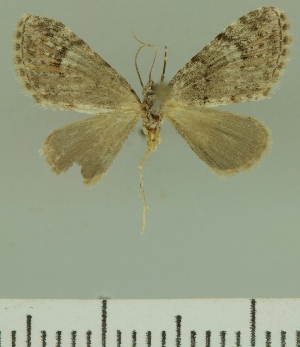  (Eupithecia JLCZW00274 - JLC ZW Lep 00274)  @13 [ ] Copyright (2010) Juergen Lenz Research Collection of Juergen Lenz