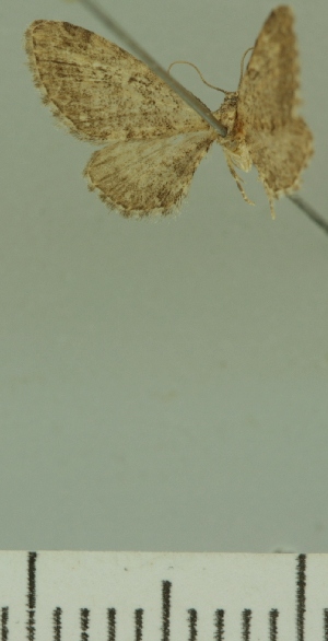  (Eupithecia brachyptera - JLC ZW Lep 00296)  @13 [ ] Copyright (2010) Juergen Lenz Research Collection of Juergen Lenz
