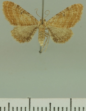  (Eupithecia JLCZW00297 - JLC ZW Lep 00297)  @12 [ ] Copyright (2010) Juergen Lenz Research Collection of Juergen Lenz