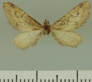  (Eupithecia irenica - JLC ZW Lep 00302)  @11 [ ] Copyright (2010) Juergen Lenz Research Collection of Juergen Lenz