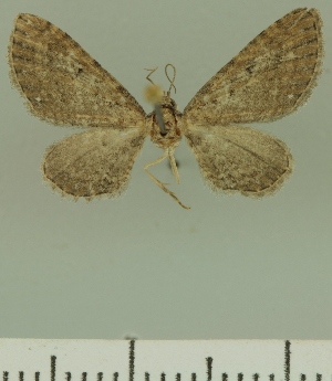  (Eupithecia coaequalis - JLC ZW Lep 00306)  @11 [ ] Copyright (2010) Juergen Lenz Research Collection of Juergen Lenz