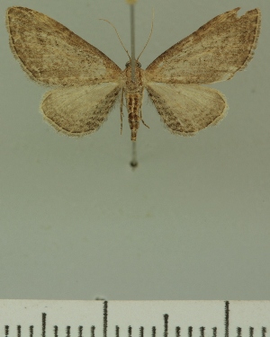 (Eupithecia JLCZW00318 - JLC ZW Lep 00318)  @13 [ ] Copyright (2010) Juergen Lenz Research Collection of Juergen Lenz