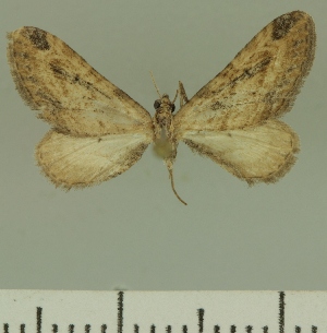  (Eupithecia inconclusaria - JLC ZW Lep 00323)  @12 [ ] Copyright (2010) Juergen Lenz Research Collection of Juergen Lenz