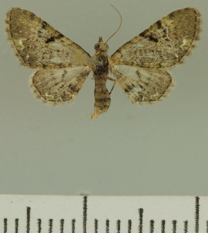  (Eupithecia gradatilinea - JLC ZW Lep 00341)  @14 [ ] Copyright (2010) Juergen Lenz Research Collection of Juergen Lenz