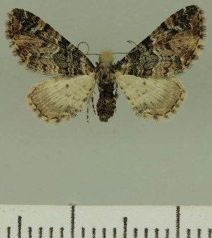  (Eupithecia JLCZW00355 - JLC ZW Lep 00355)  @14 [ ] Copyright (2010) Juergen Lenz Research Collection of Juergen Lenz