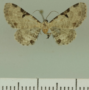  (Eupithecia amphiplex - JLC ZW Lep 00358)  @13 [ ] Copyright (2010) Juergen Lenz Research Collection of Juergen Lenz