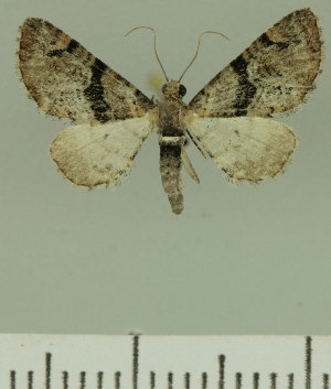  (Eupithecia JLCZW00366 - JLC ZW Lep 00366)  @14 [ ] Copyright (2010) Juergen Lenz Research Collection of Juergen Lenz