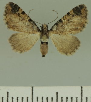  (Eupithecia JLCZW00377 - JLC ZW Lep 00377)  @14 [ ] Copyright (2010) Juergen Lenz Research Collection of Juergen Lenz