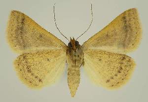  ( - BC EF Alc 00432)  @13 [ ] Copyright (2010) Egbert Friedrich Research Collection of Egbert Friedrich