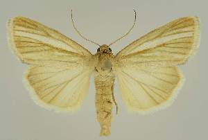  ( - BC EF Alc 00601)  @13 [ ] Copyright (2010) Egbert Friedrich Research Collection of Egbert Friedrich