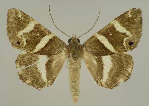  ( - BC EF Alc 00947)  @13 [ ] Copyright (2010) Egbert Friedrich Research Collection of Egbert Friedrich