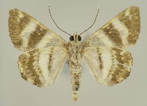  ( - BC EF Alc 00947)  @13 [ ] Copyright (2010) Egbert Friedrich Research Collection of Egbert Friedrich