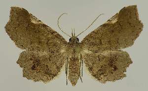  (Pangrapta adoxopis - BC EF Lep 02563)  @14 [ ] Copyright (2010) Egbert Friedrich Research Collection of Egbert Friedrich