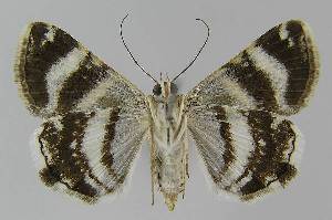  ( - BC EF Lep 01167)  @13 [ ] Copyright (2010) Egbert Friedrich Research Collection of Egbert Friedrich