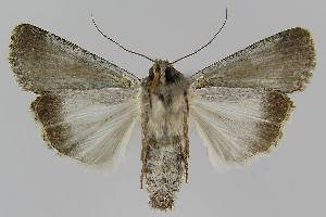  ( - BC EF Lep 01328)  @12 [ ] Copyright (2010) Egbert Friedrich Research Collection of Egbert Friedrich