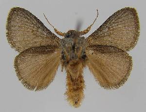  (Parasoidea albicollaris - BC EF Lep 01468)  @15 [ ] Copyright (2010) Egbert Friedrich Research Collection of Egbert Friedrich