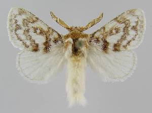 (Pernattia brevipennis - BC EF Lep 01518)  @15 [ ] Copyright (2010) Egbert Friedrich Research Collection of Egbert Friedrich