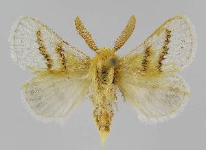  (Eremaea coralliphora - BC EF Lep 01533)  @14 [ ] Copyright (2010) Egbert Friedrich Research Collection of Egbert Friedrich
