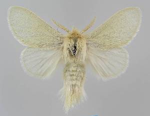  (Trichiocercus mesomelas - BC EF Lep 01574)  @14 [ ] Copyright (2010) Egbert Friedrich Research Collection of Egbert Friedrich